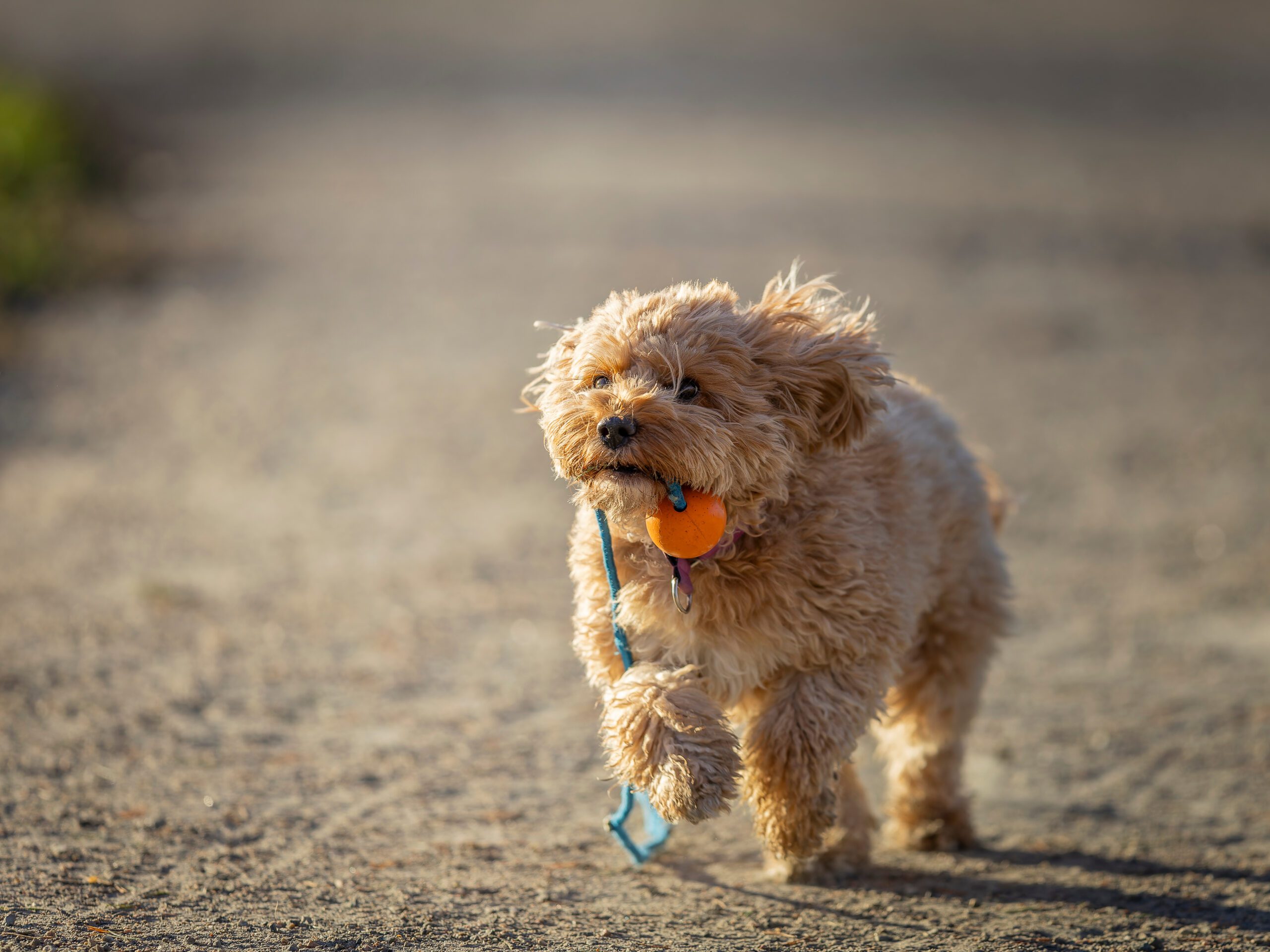 The Cavapoo (American English) or Cavoodle (Australian English) is a crossbreed of a Cavalier King Charles Spaniel and a Poodle
