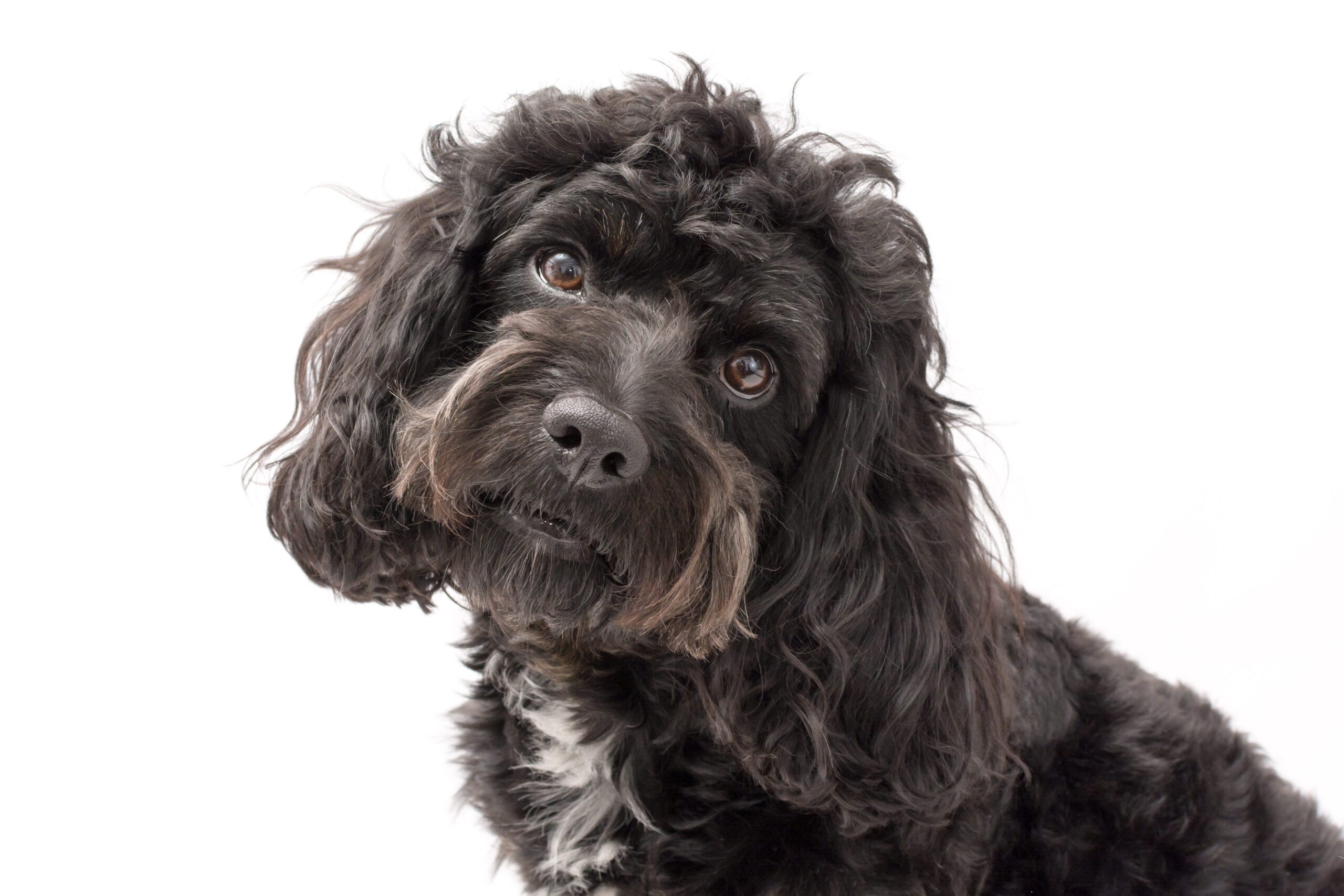 A black cockerpoo puppy photo shoot isolated on white background