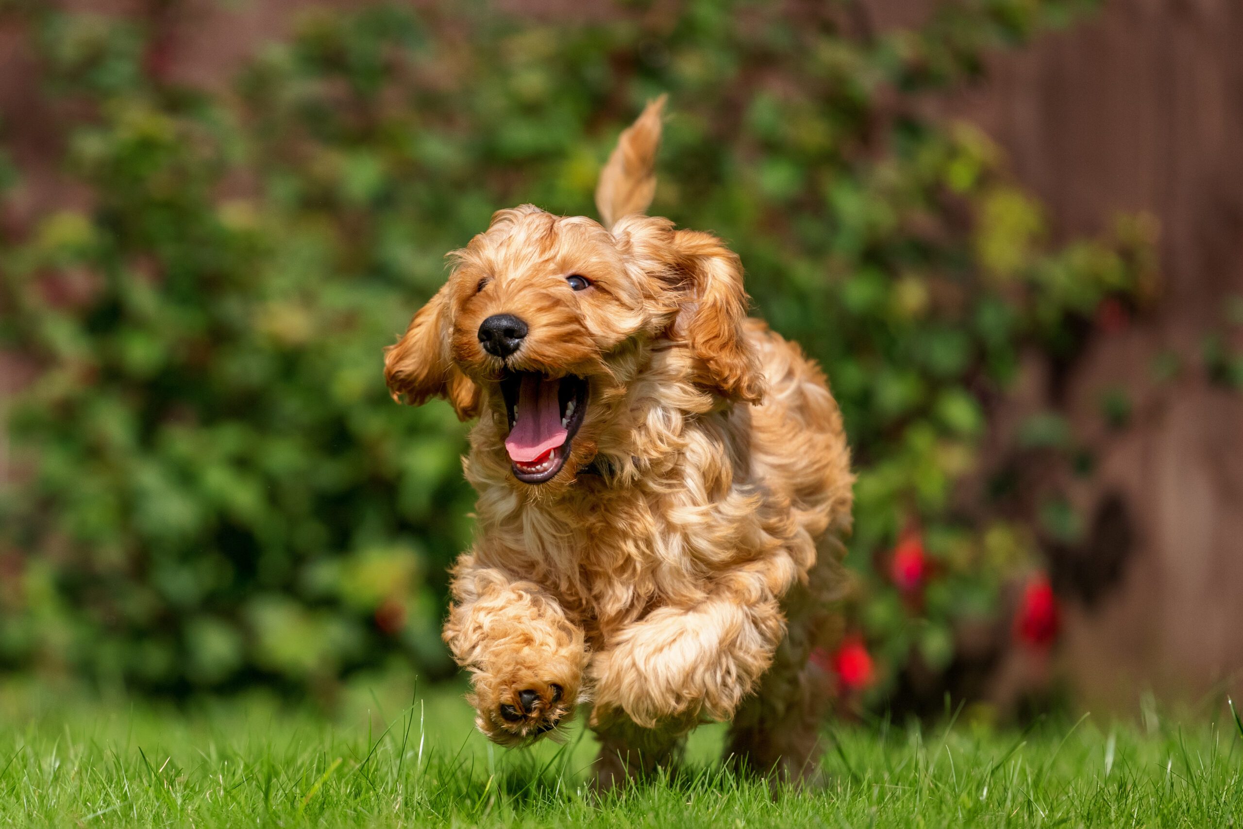 A very excited Cockapoo runs toward the camera