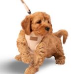 pup harness