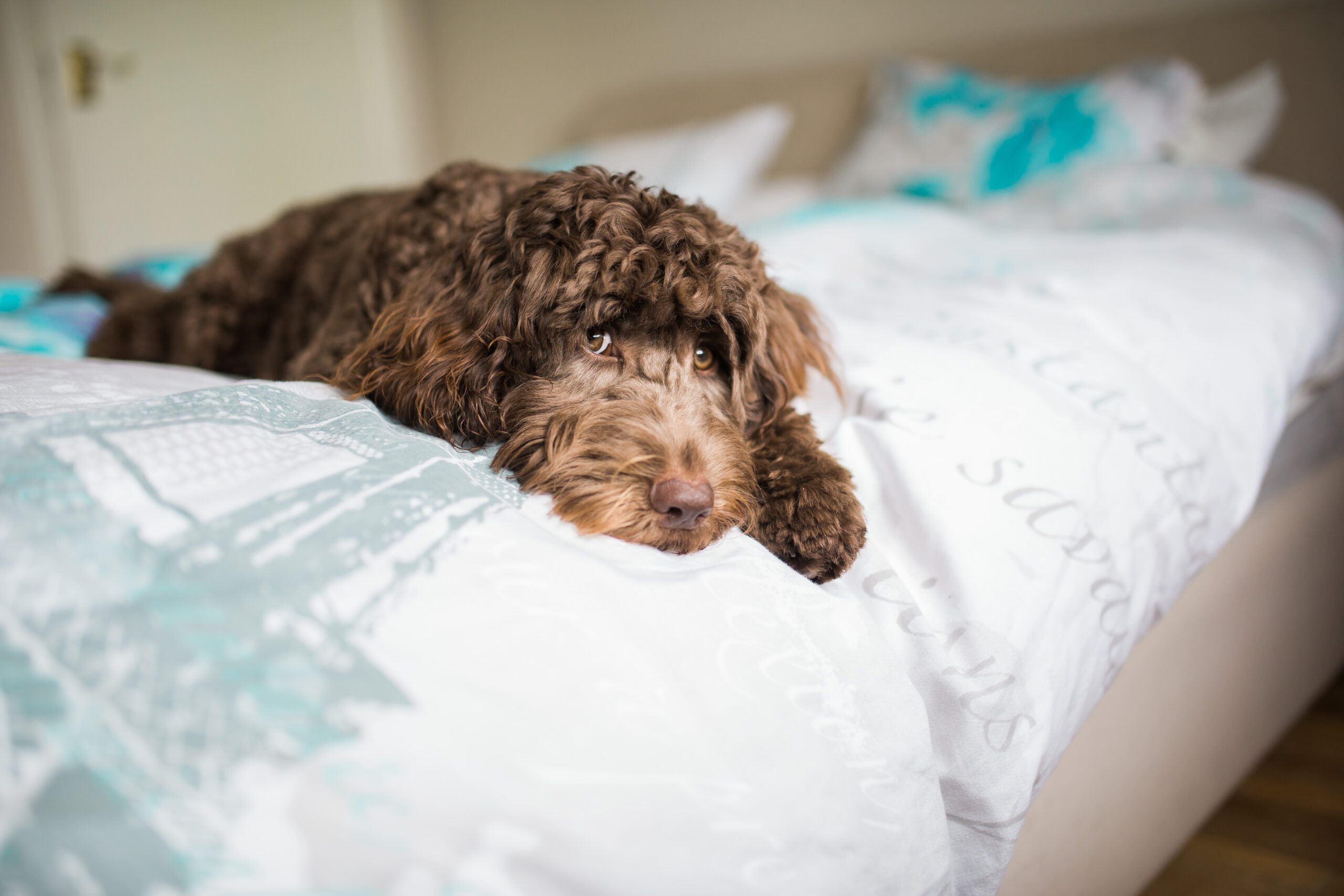 puppy lying on bed with loving eyes