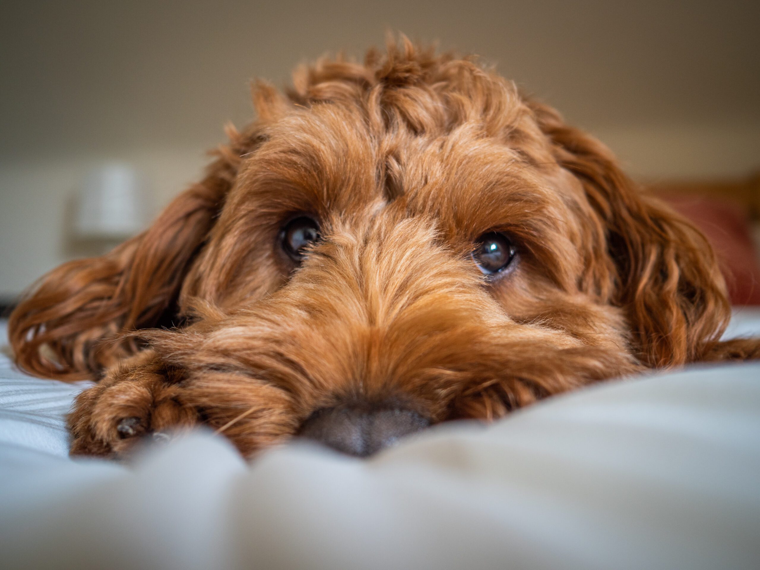 A young red cockapoo lying on a soft bed and watching his owner