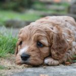 Cockapoo puppy lying on path with head down resting