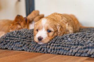 A Cockapoo puppy lying on a dog bed