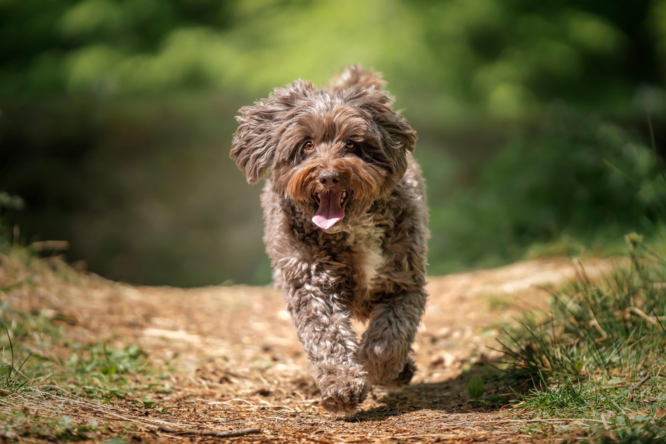 Brown Cockapoo running directly at the camera in the forest with a happy face