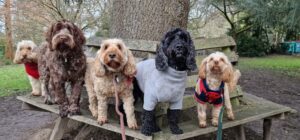 Cockapoos and barking