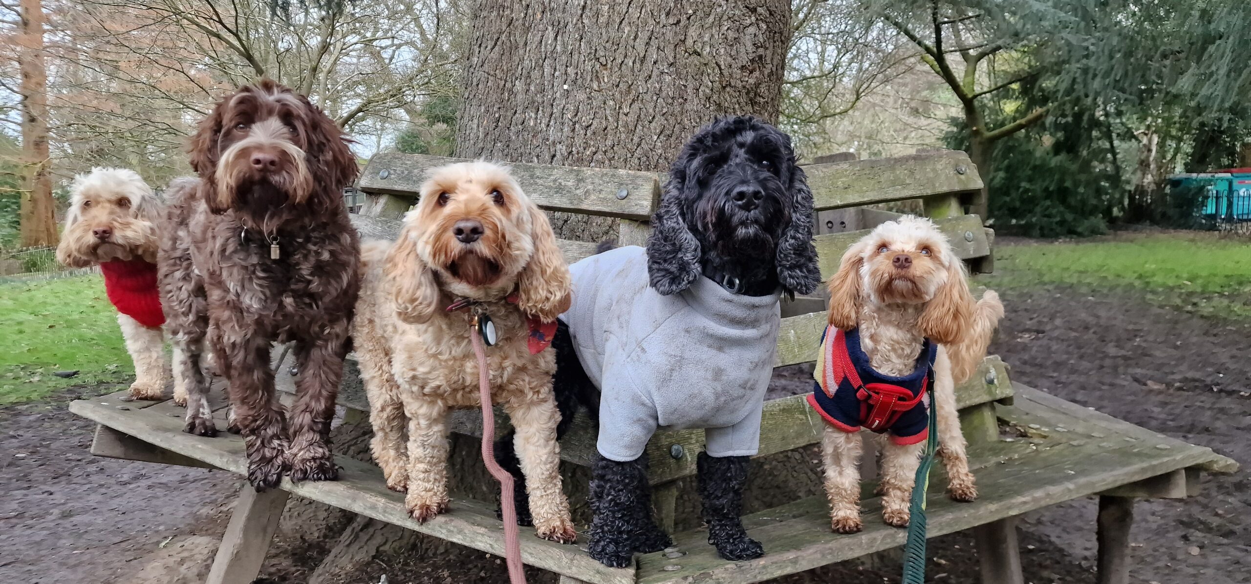 Cockapoos and barking