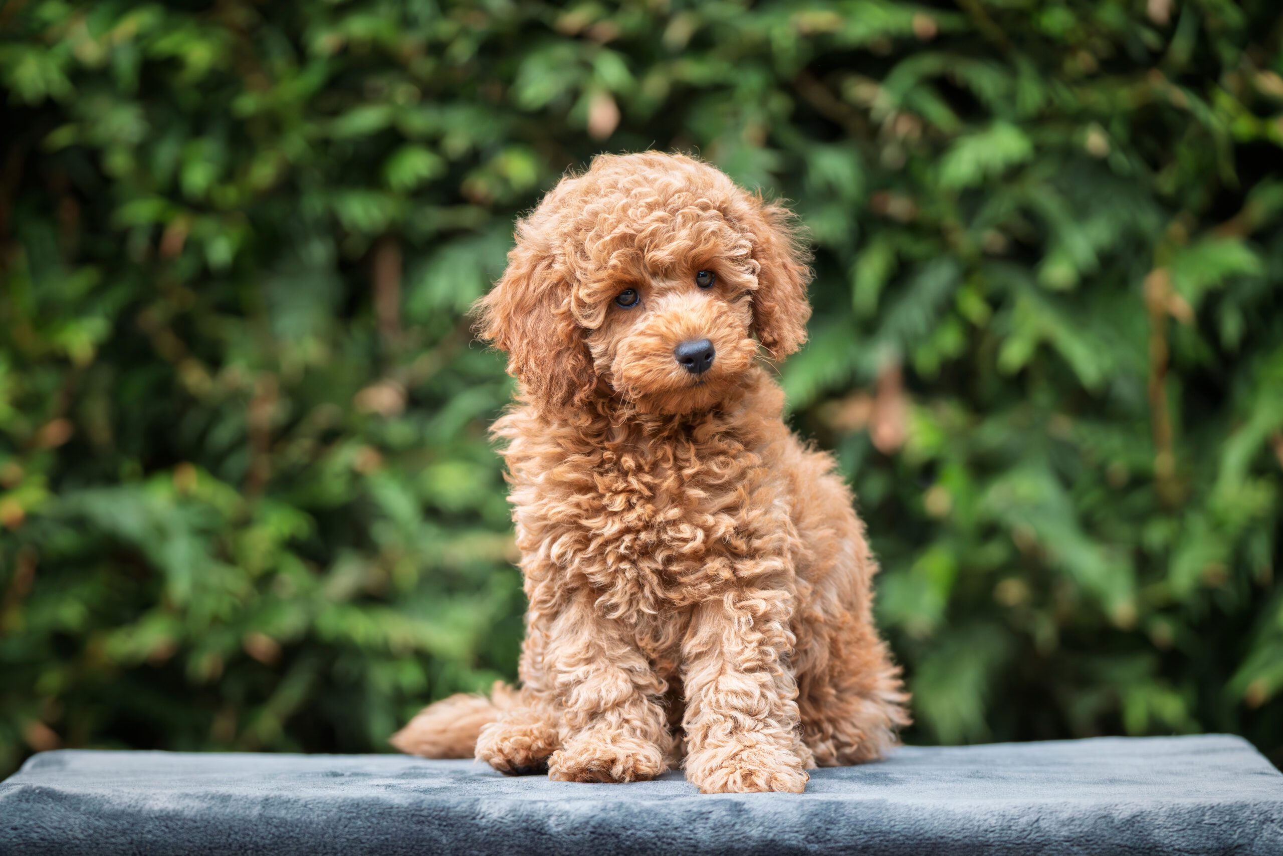 A cute tan apricot miniature poodle puppy looking like a teddy bear on a blanket in the garden