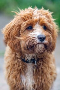 A red and white cockapoo puppy looking past camera into distance