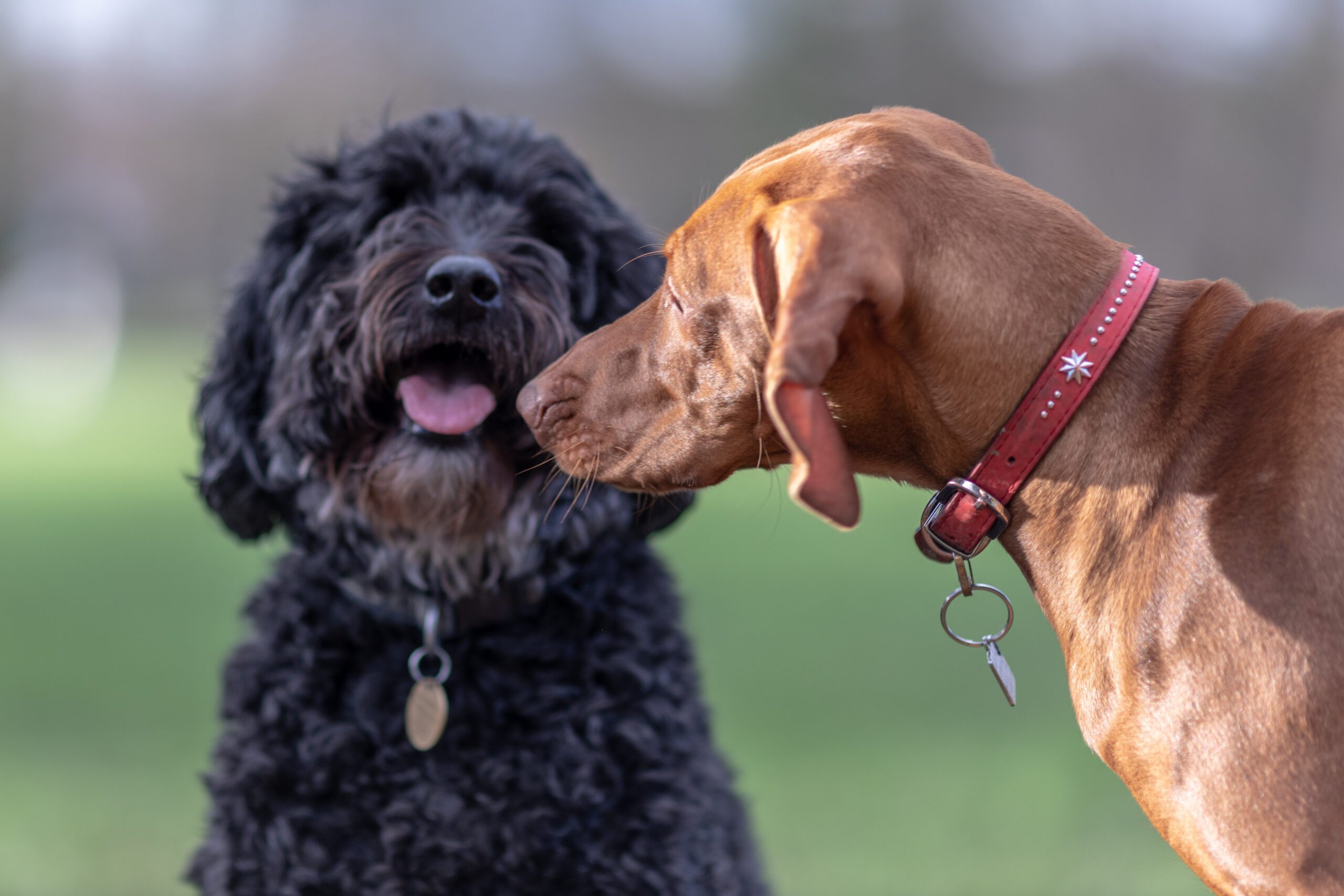 A vizsla and a cockapoo saying hello while on a walk