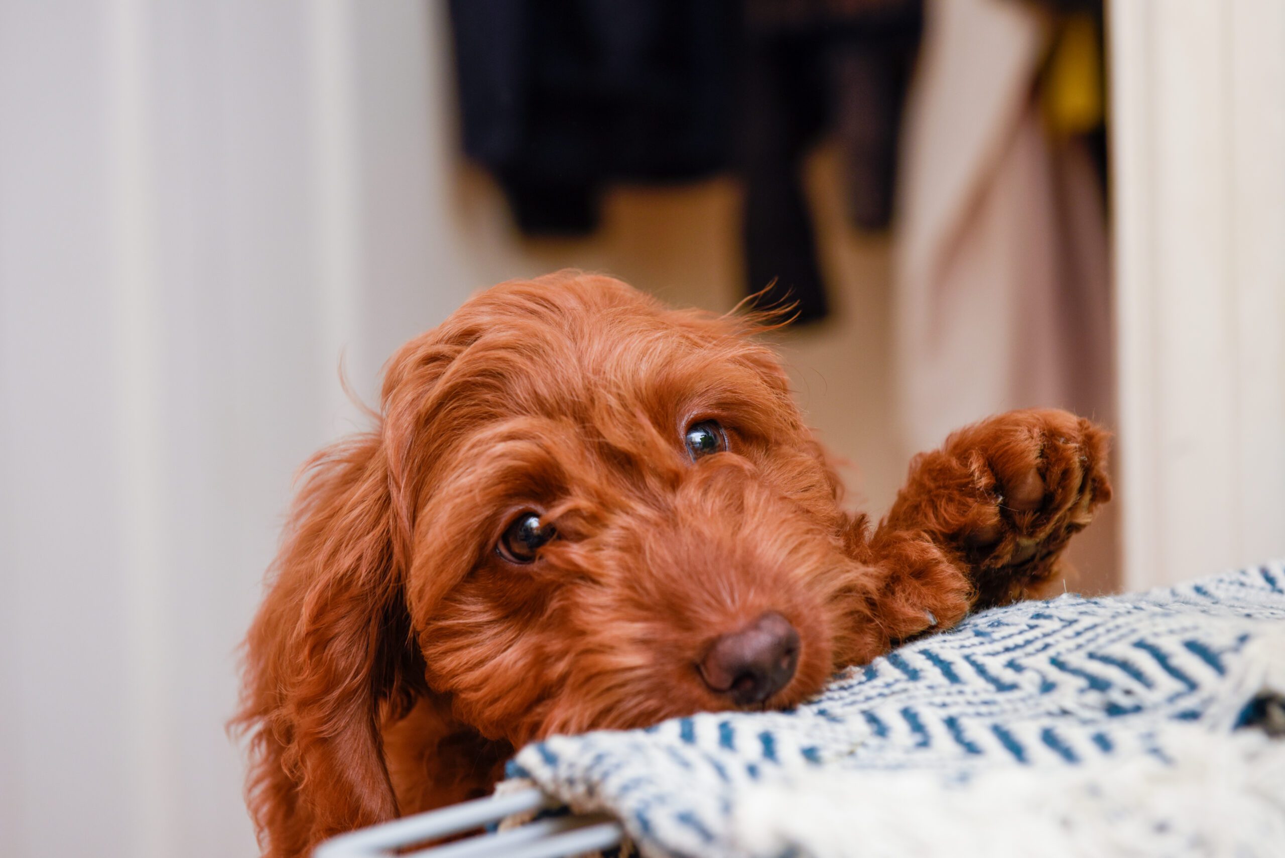 Cute puppy sitting while looking at camera view from above