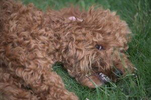Cockapoo puppy lying and showing teeth