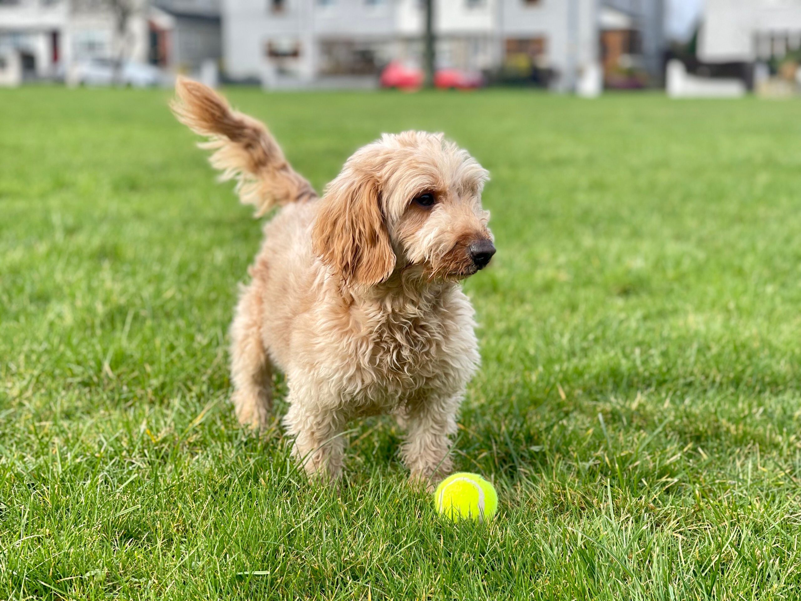Cockapoo puppy standing in a field with a yellow ball