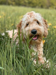 A cream cockapoo puppy looking through long grass