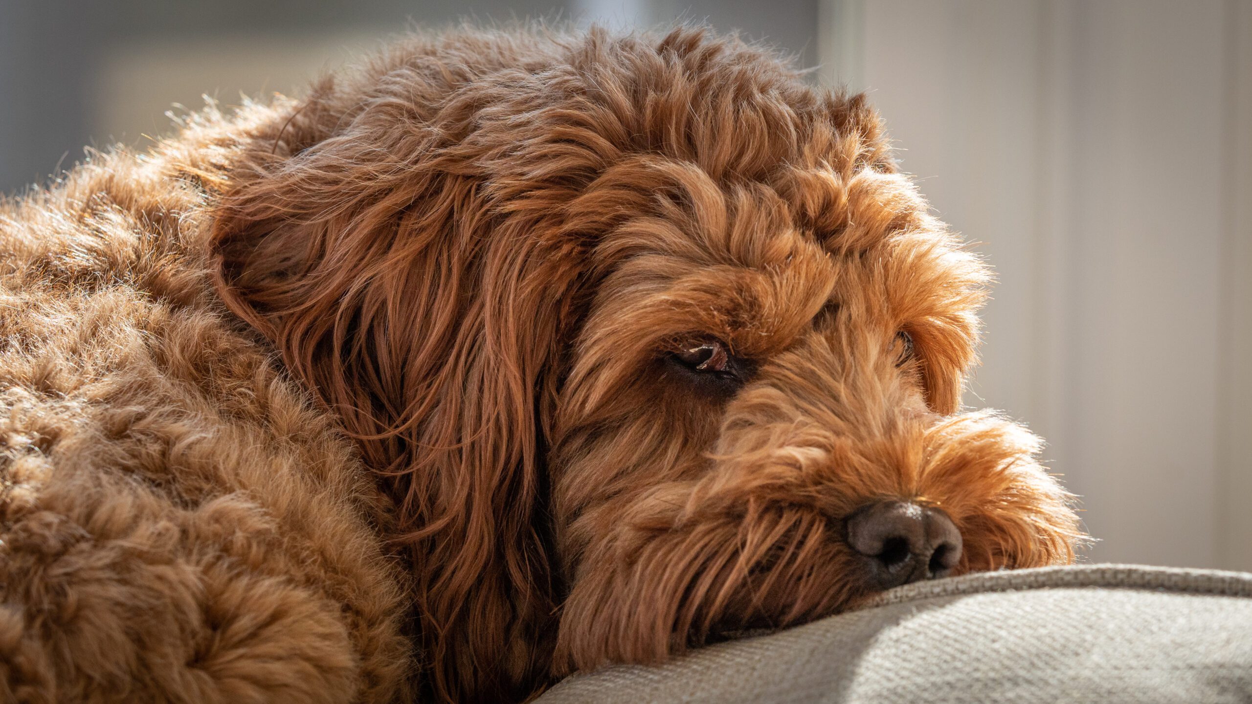 A red cockapoo sleeping