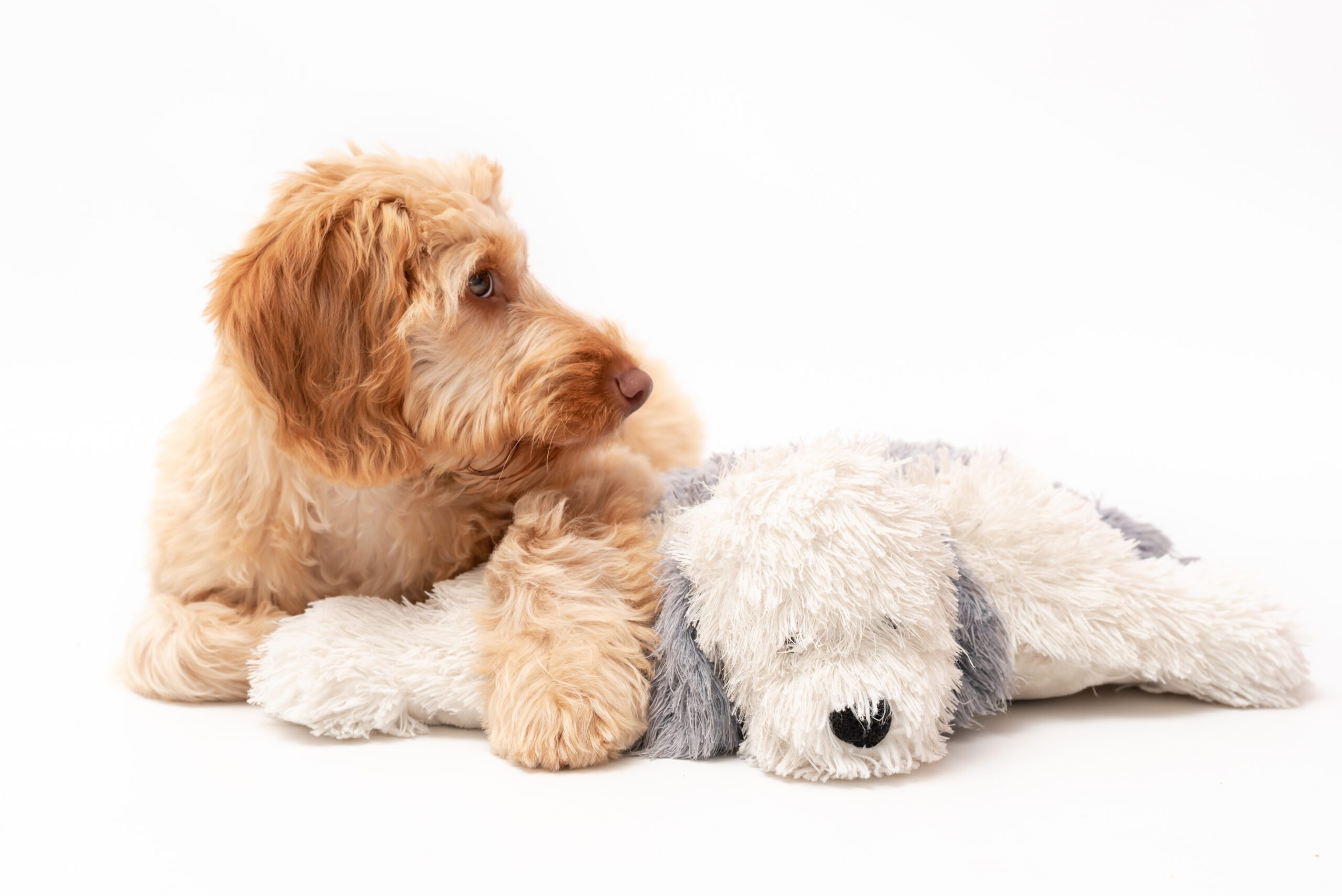 A golden cockapoo puppy isolated against a white background