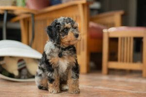 Merle cockapoo puppy in a kitchen