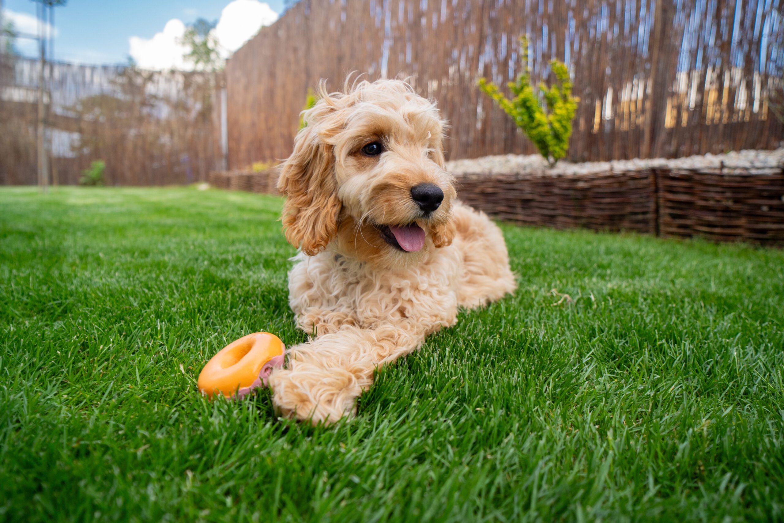 Cute Cockapoo puppy portrait in the garden