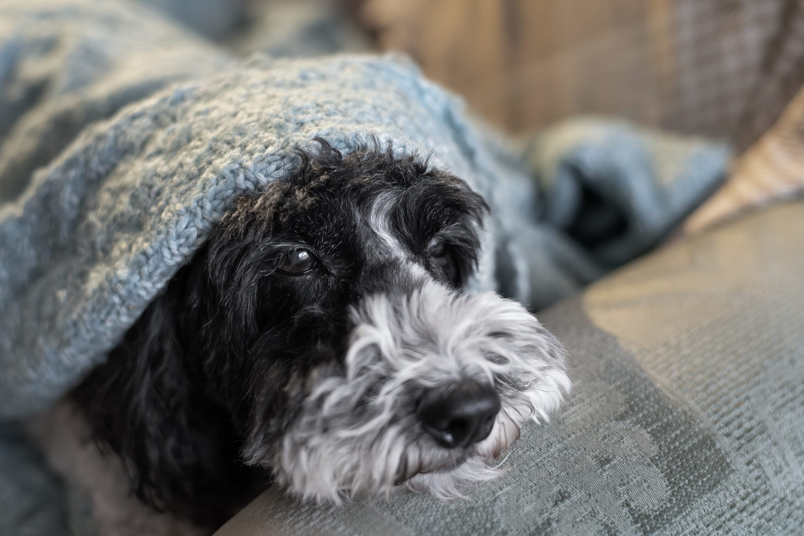 A black and white cockapoo puppy under a blanket