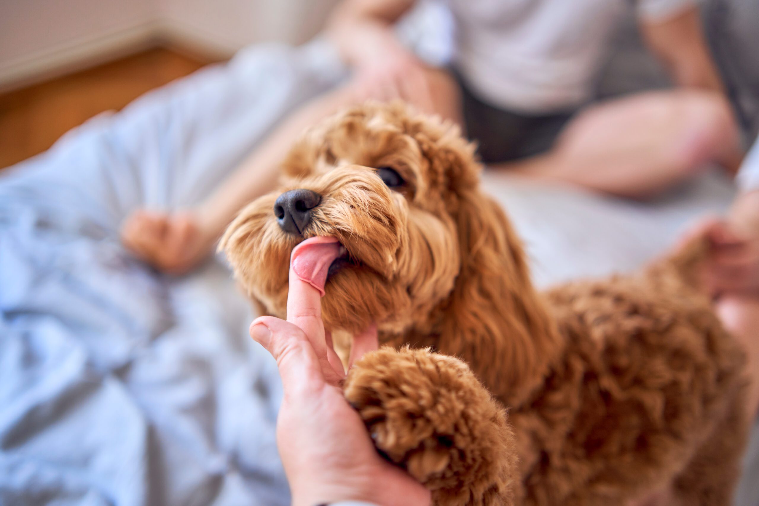 7 month old cockapoo girl licks a woman's finger, close-up