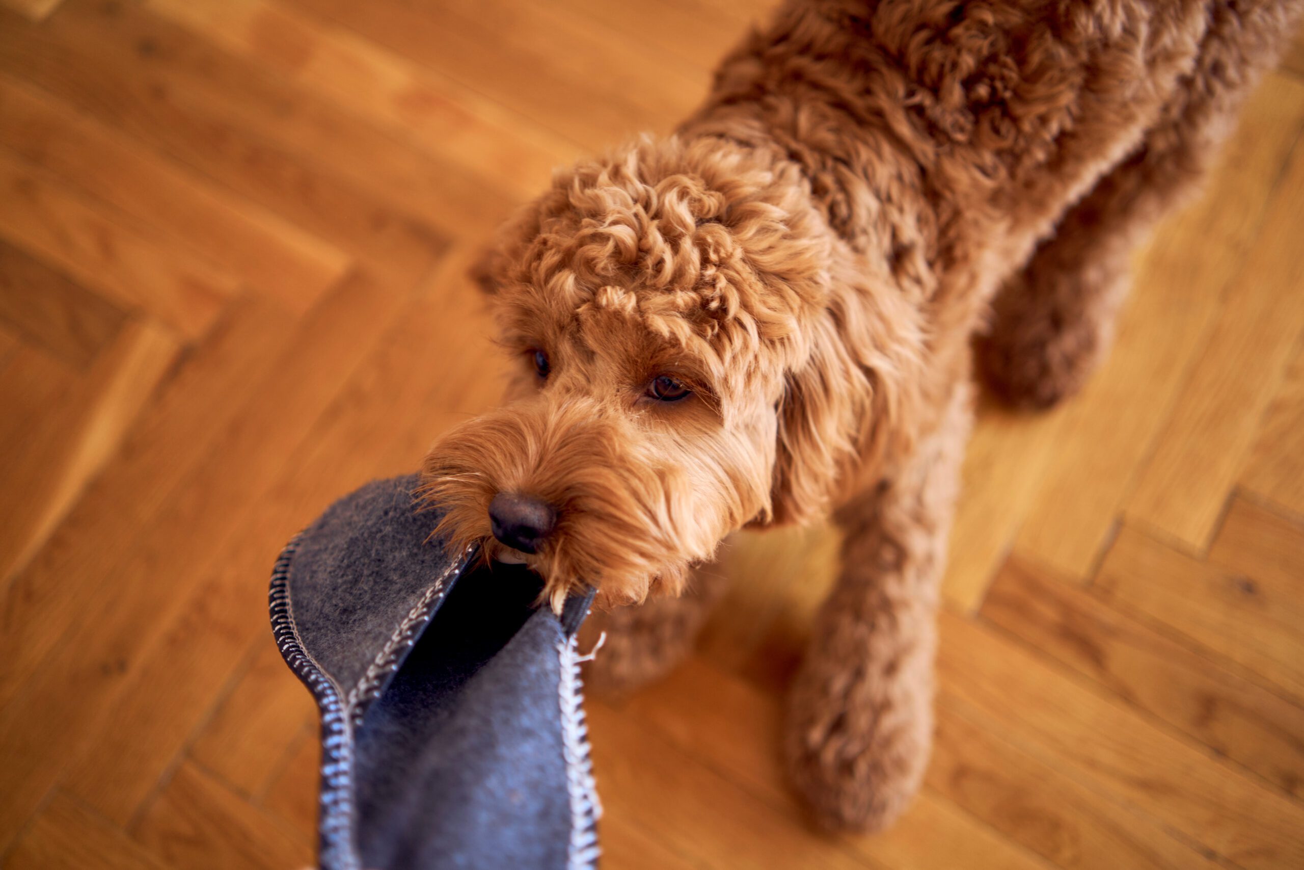 a cockapoo with owner's slipper, top view