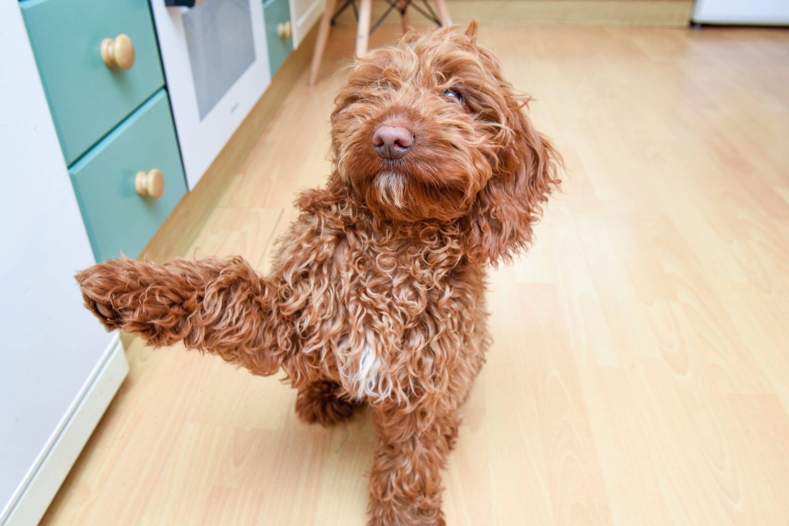 Young puppy dog gives paw for a treat during training