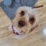 A cream cockapoo puppy looking up at camera