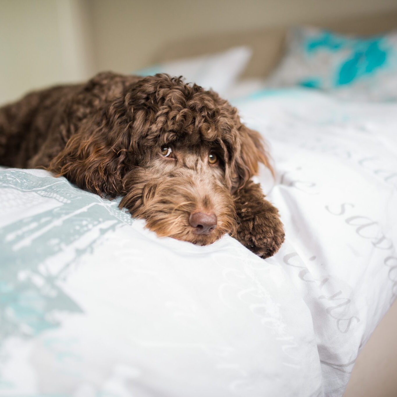 A brown cockapoo lying on a white human bed