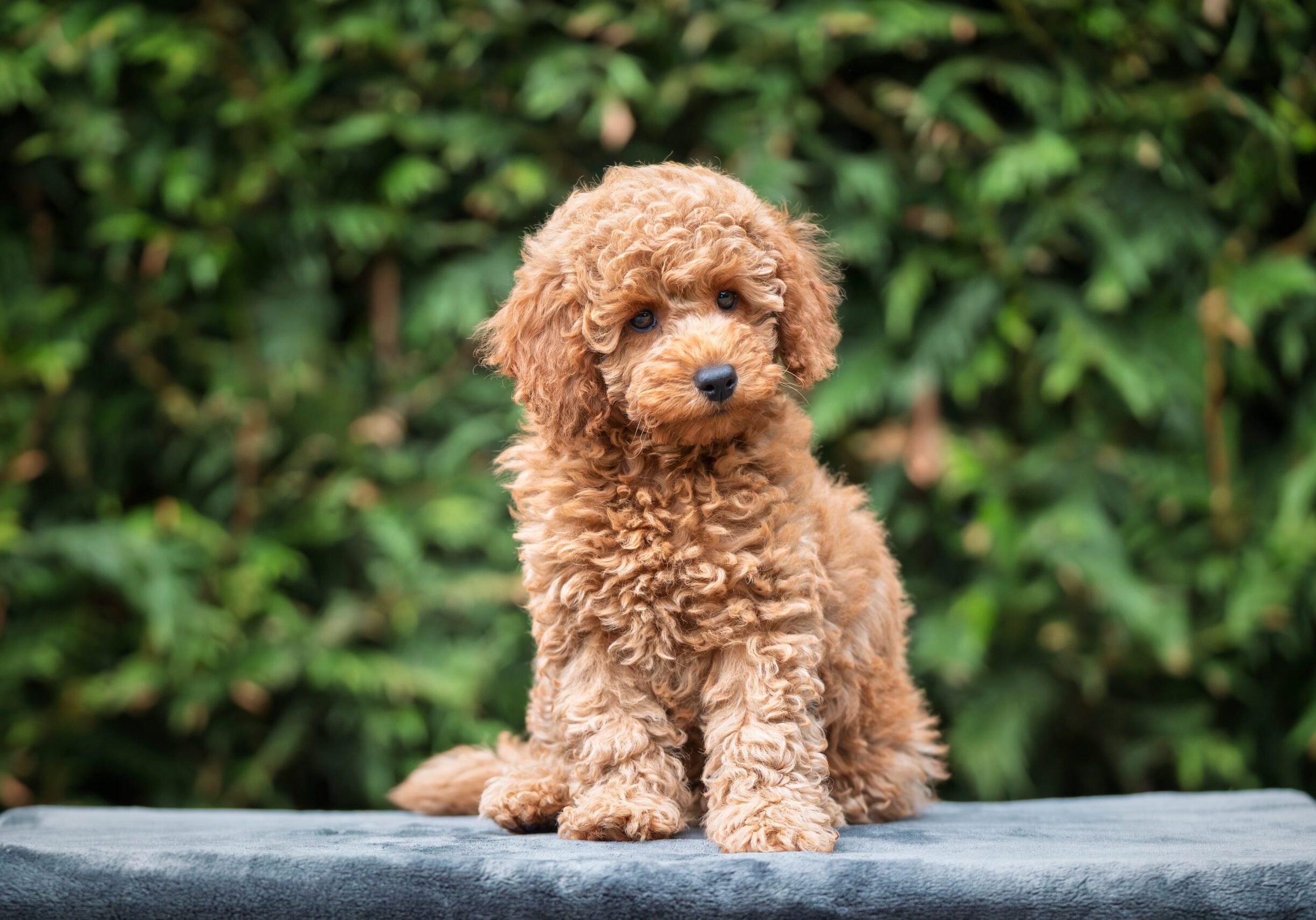 A cute tan apricot miniature poodle puppy looking like a teddy bear on a blanket in the garden