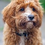 A red and white cockapoo puppy looking past camera into distance
