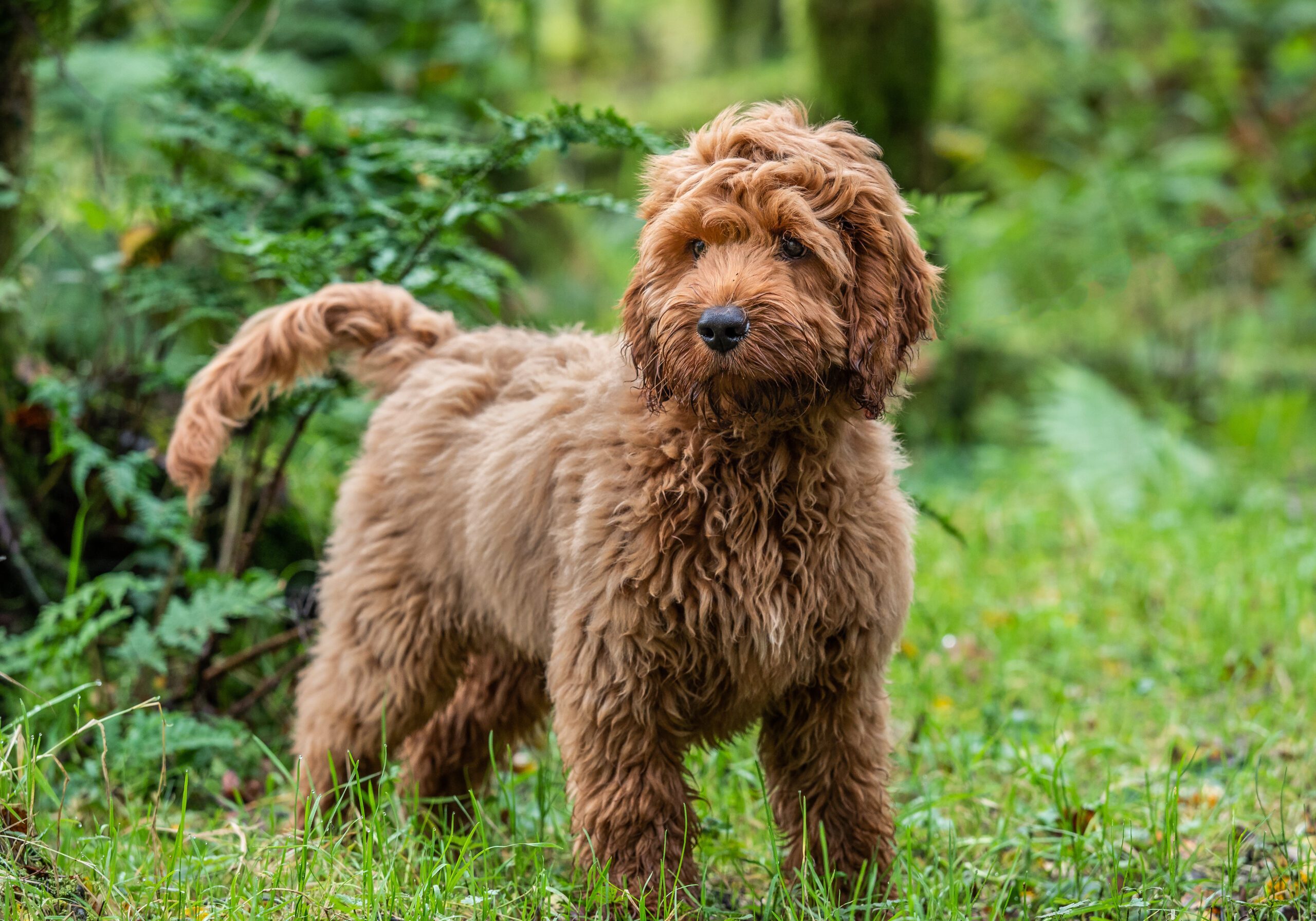 A brown cockapoo puppy standing in grass