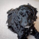 A black cockapoo puppy lying down looking forwards