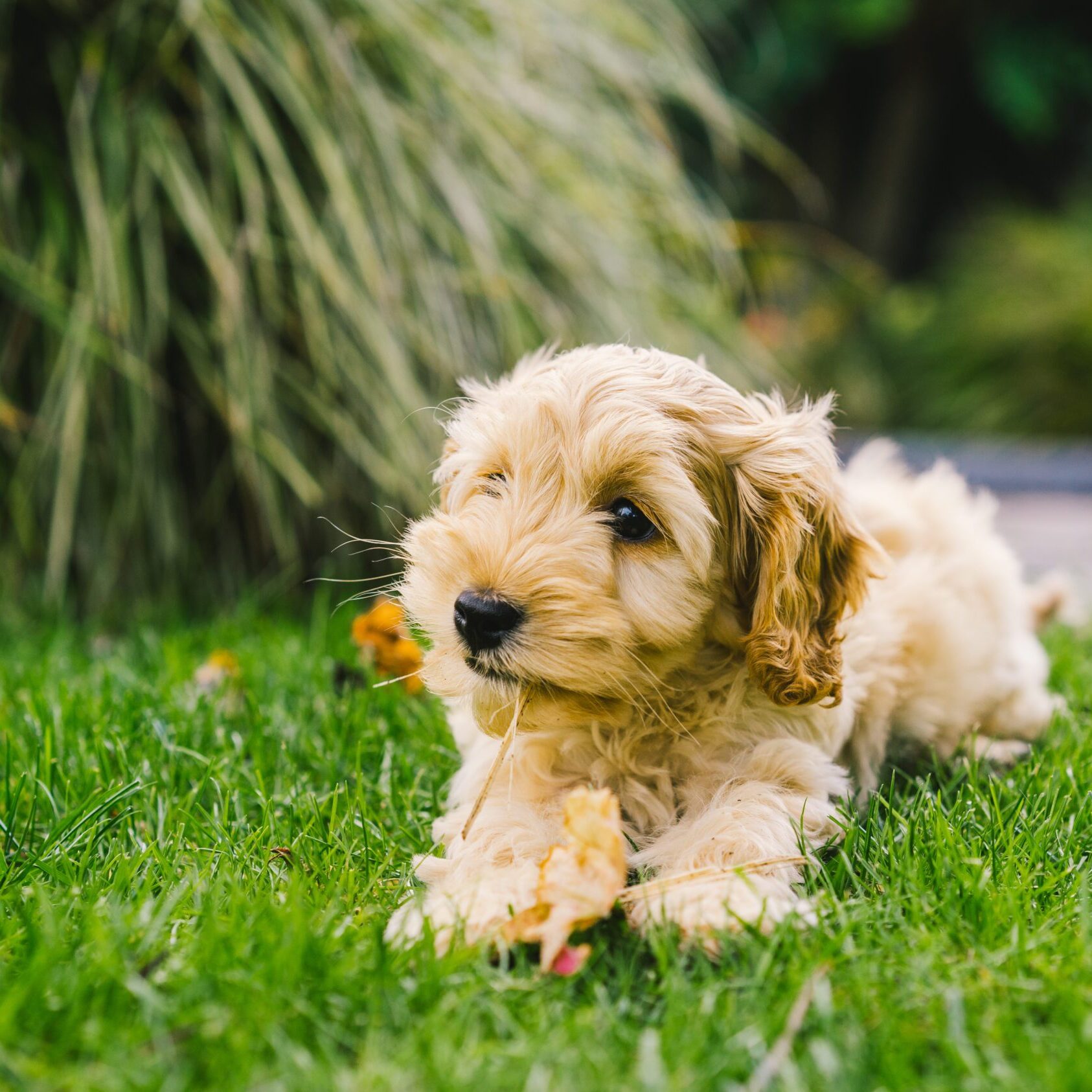Cockapoo puppy lying in a garden