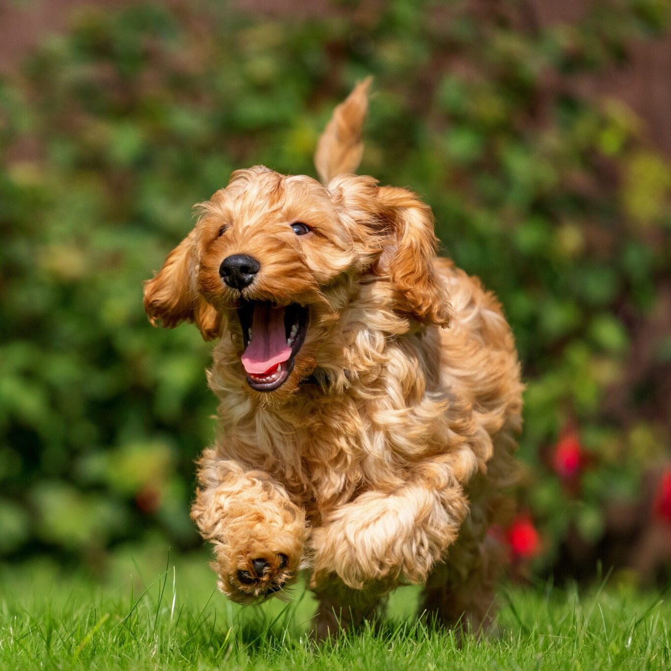 A very excited Cockapoo runs toward the camera