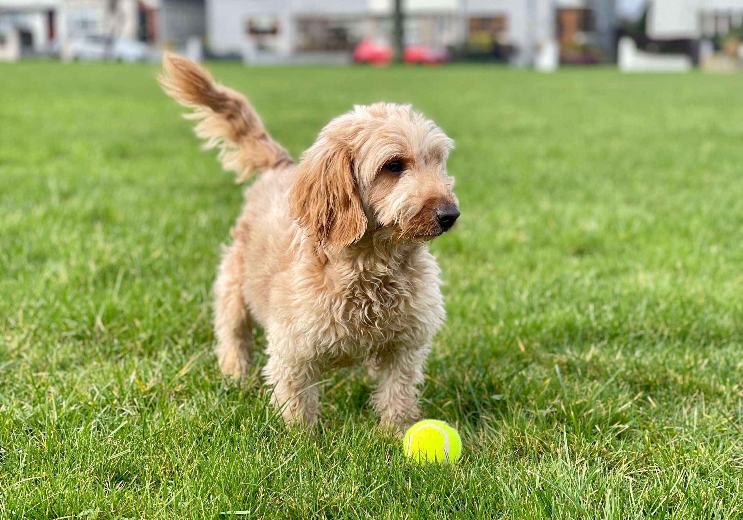 Cockapoo puppy standing in a field with a yellow ball