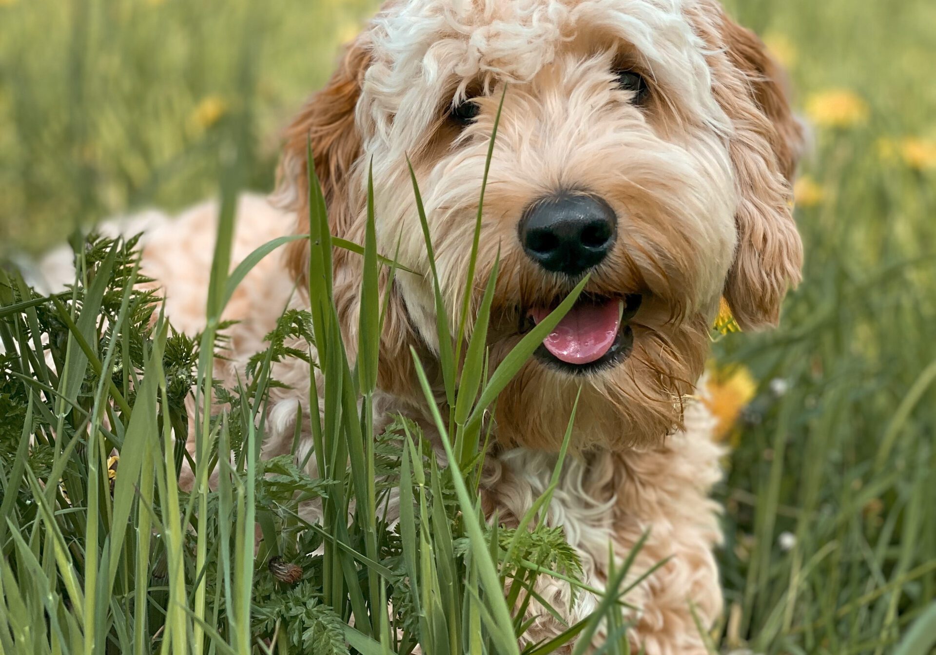 A cream cockapoo puppy looking through long grass