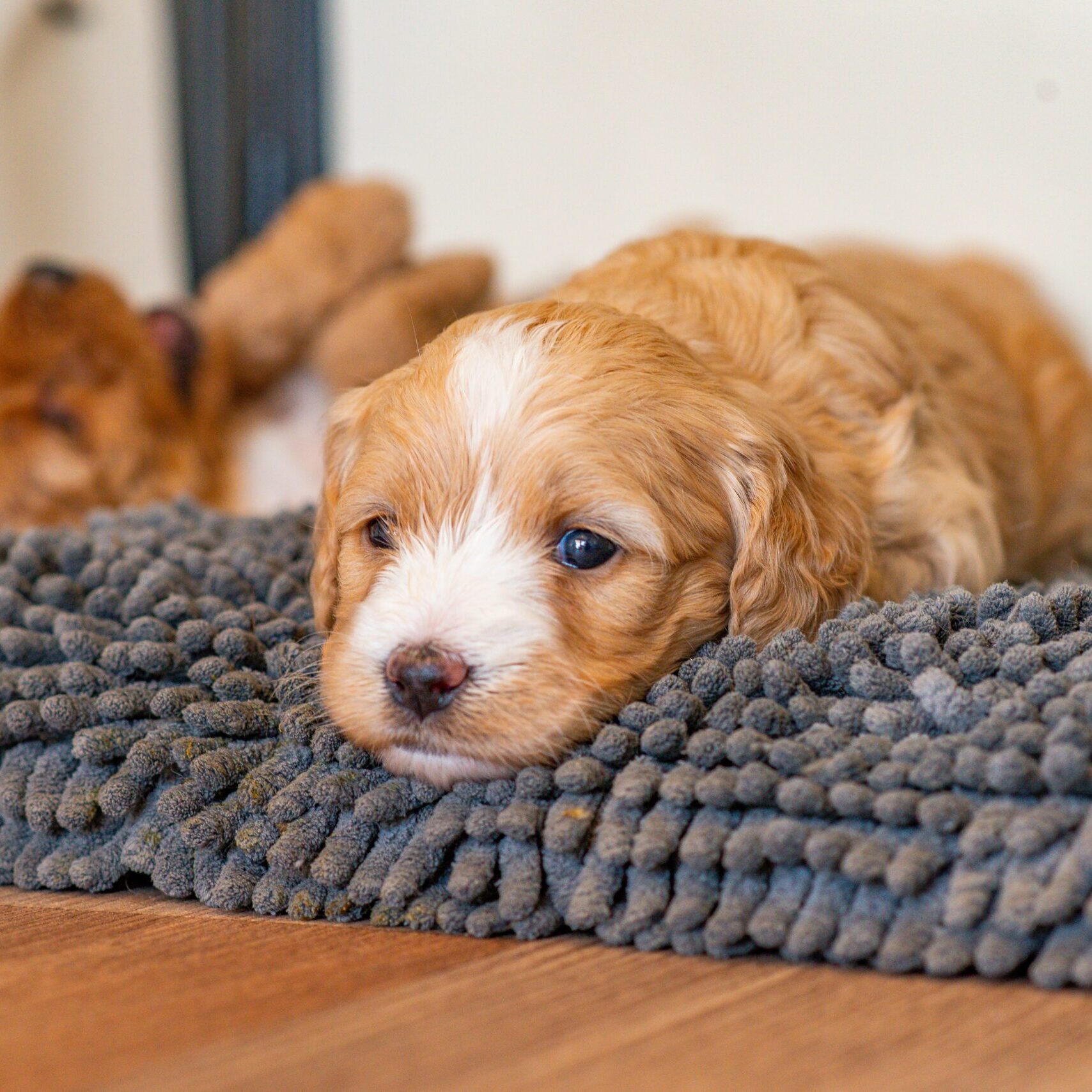 A Cockapoo puppy lying on a dog bed