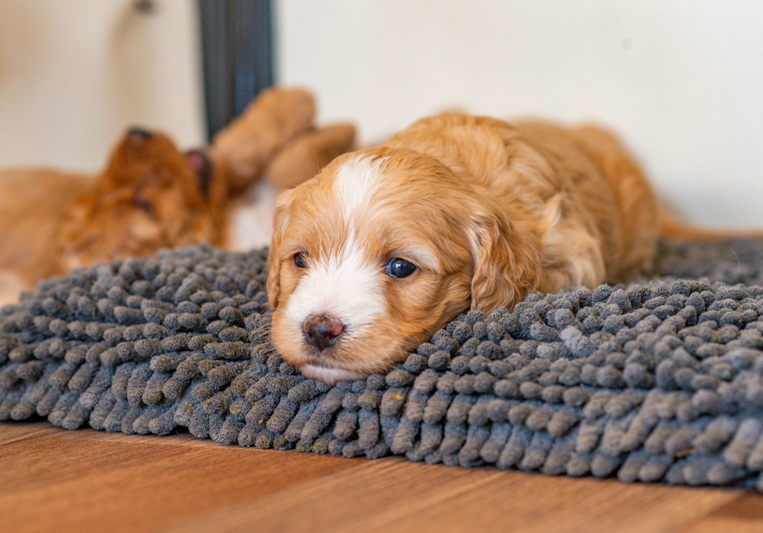 A Cockapoo puppy lying on a dog bed
