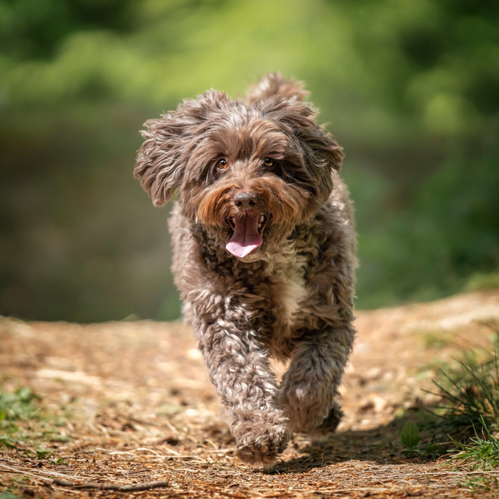 A brown cockapoo puppy running down a woodland path