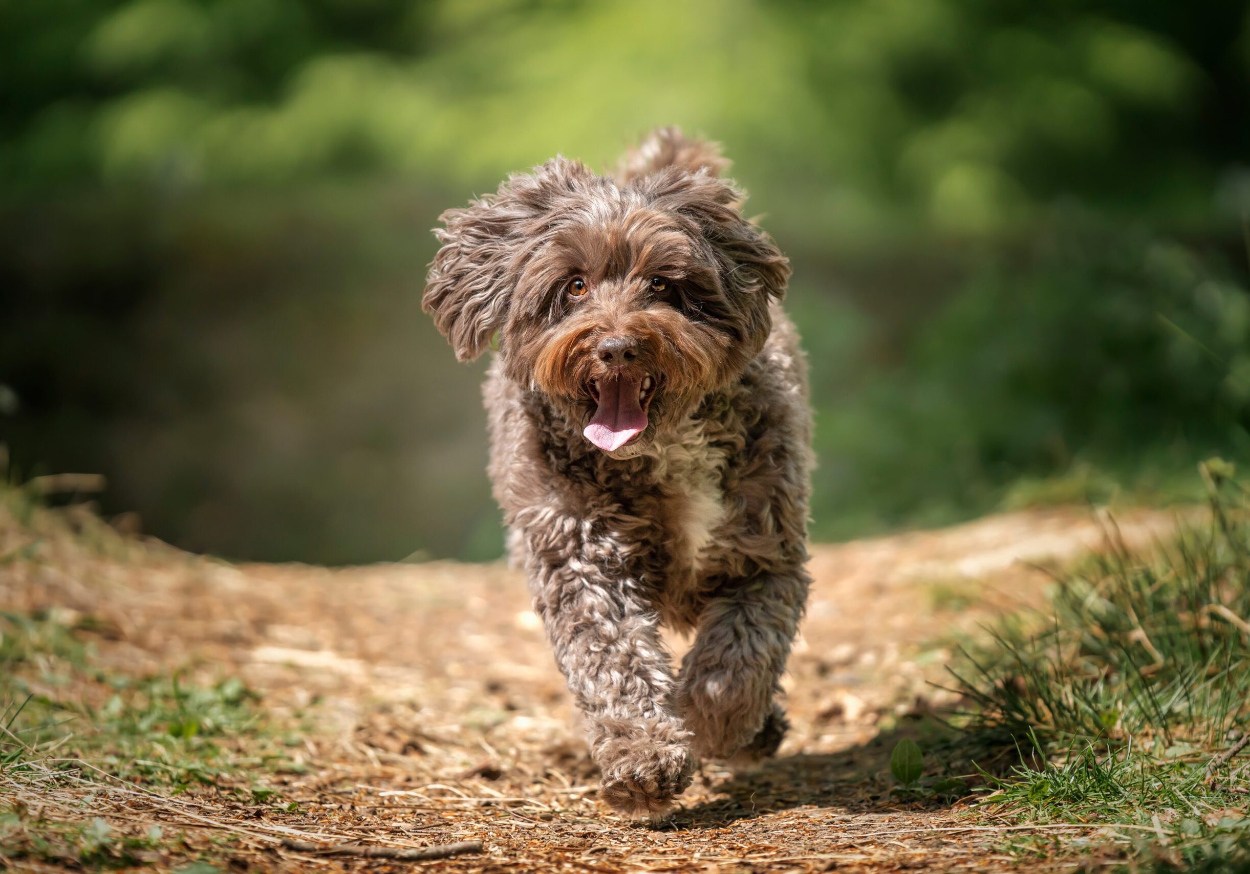 A brown cockapoo puppy running down a woodland path