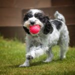 A balck and white cockapoo running towards camera holding a red ball