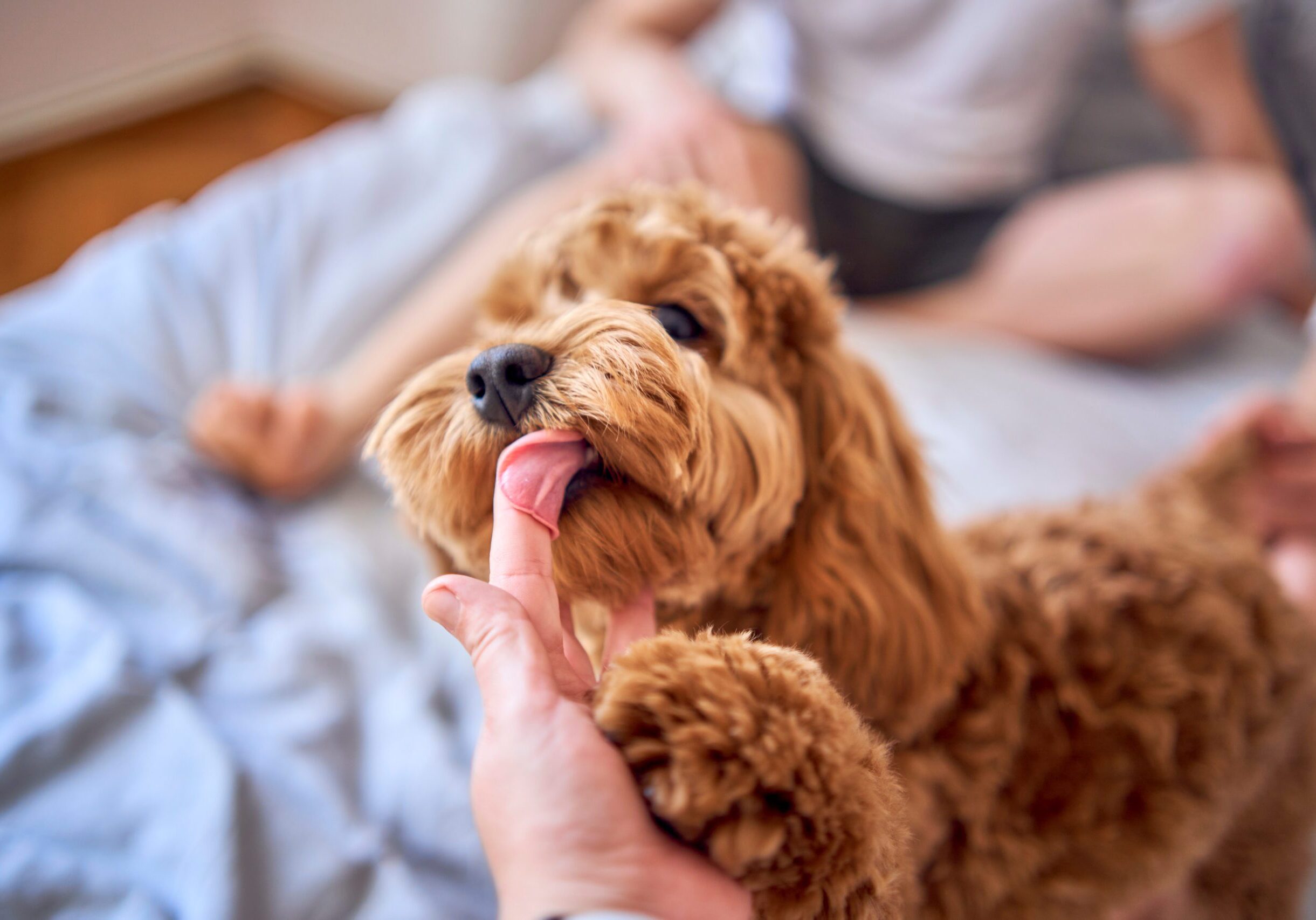 A red cockapoo licking a persons finger