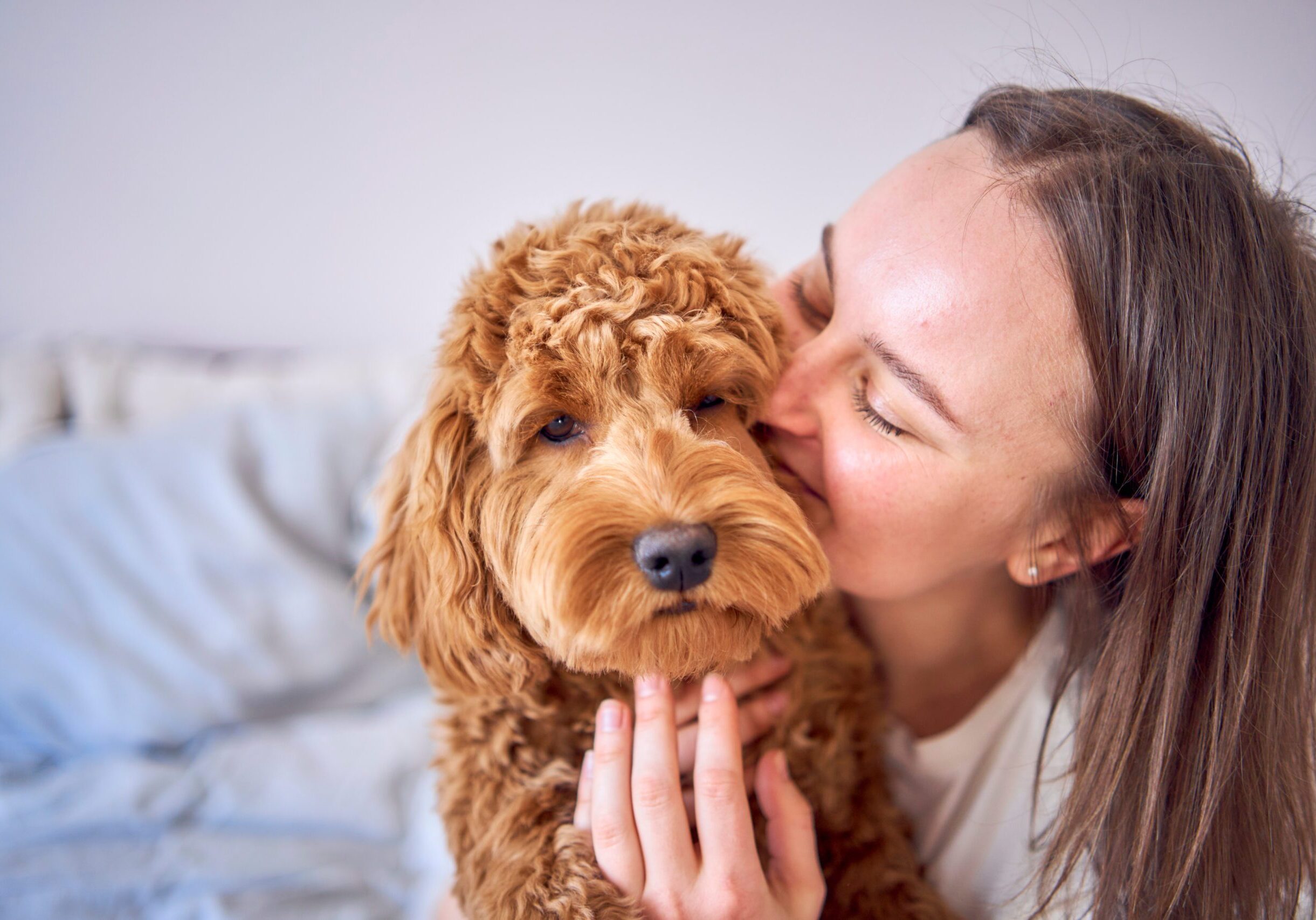 A girl cuddling a red cockapoo