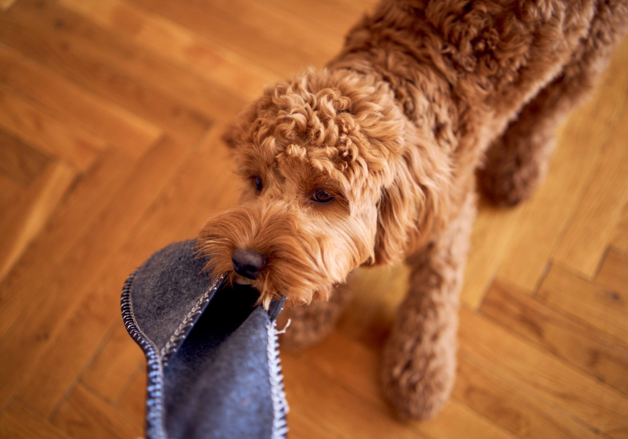 red Cockapoo tugging on owners slipper