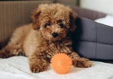 red cockapoo puppy with an orange toy ball